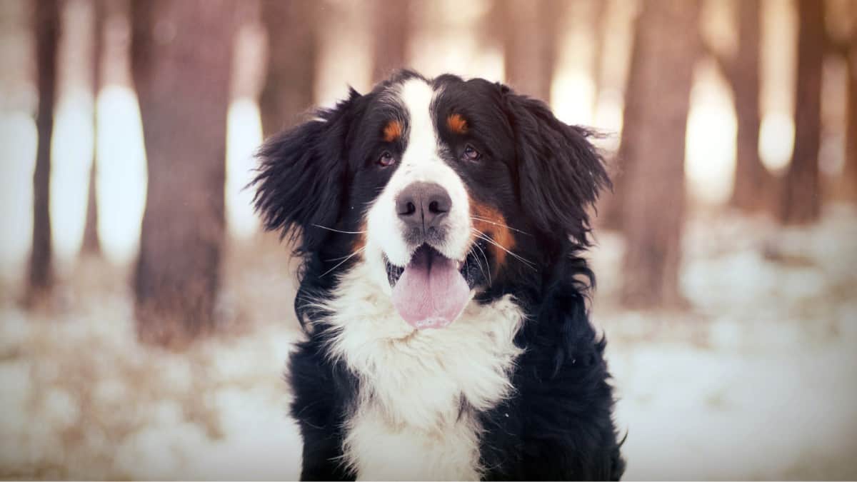 Bernese Mountain Dog sitting with a snowy mountain forest background