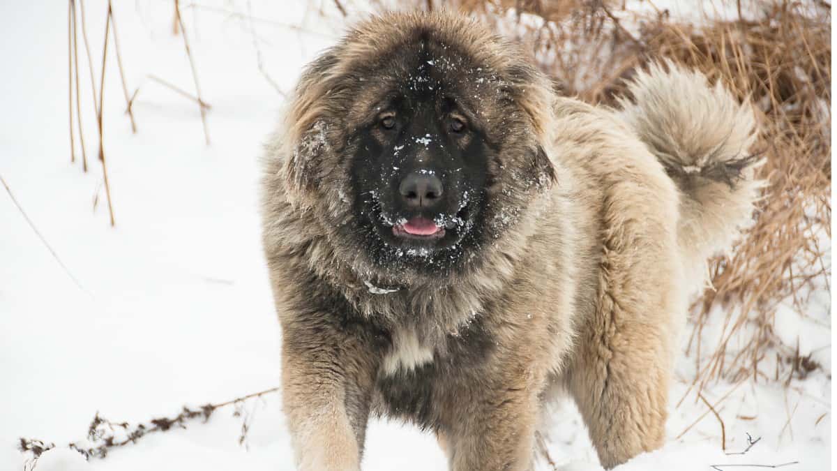 Caucasian Shepherd standing in a snow-covered hill side.