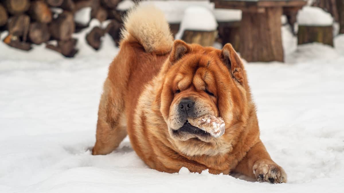 Chow Chow with a lion-like mane sitting on a snowy hillside.