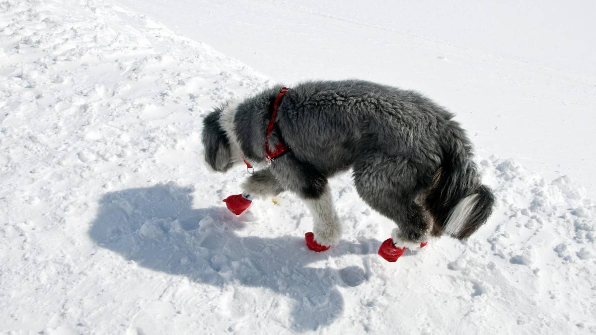gray and white shaggy dog with red dog booties on while walking in snow and cold.