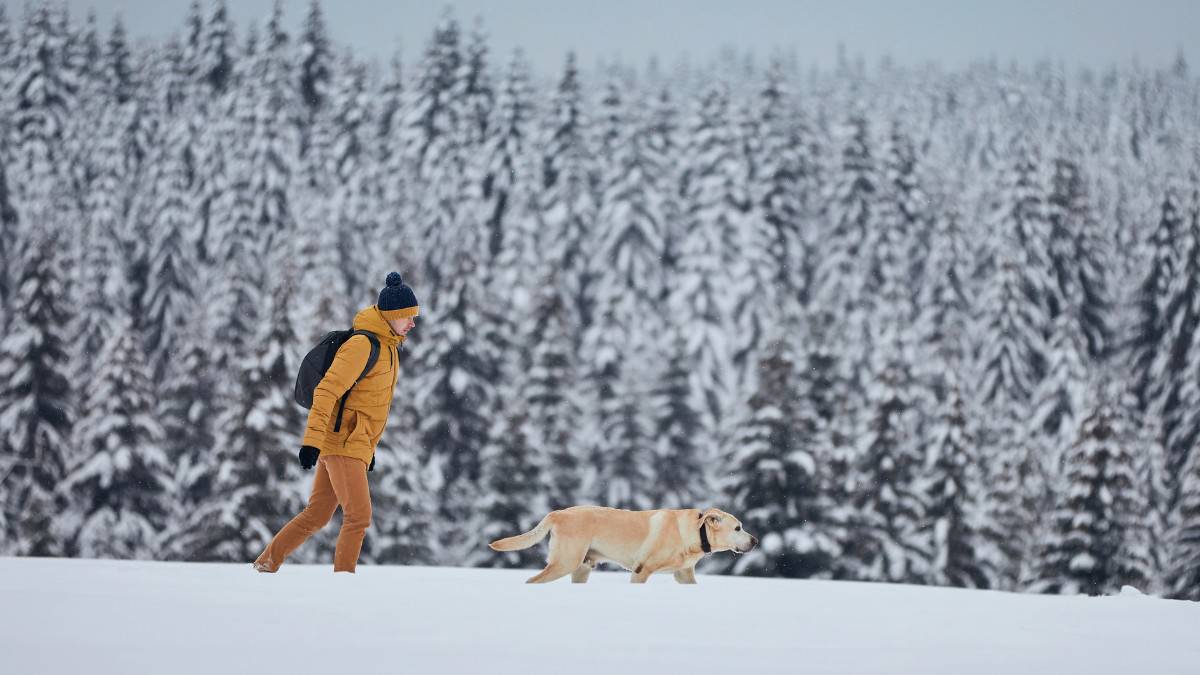 Man walking his yellow lab along a forest in heavy snow