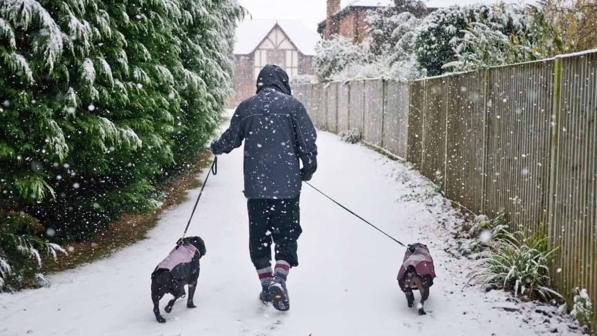 man walking two bulldogs wearing dog sweaters along a path during a light snow fall