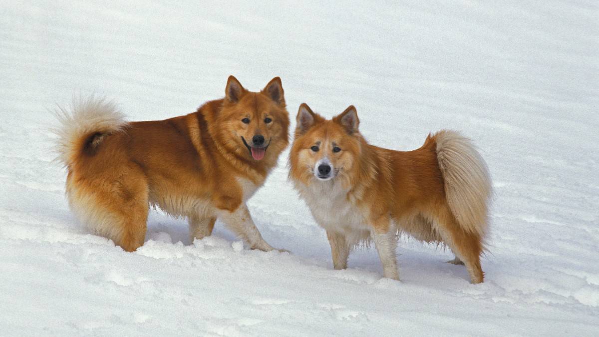 Icelandic Sheepdogs playing in the snow.
