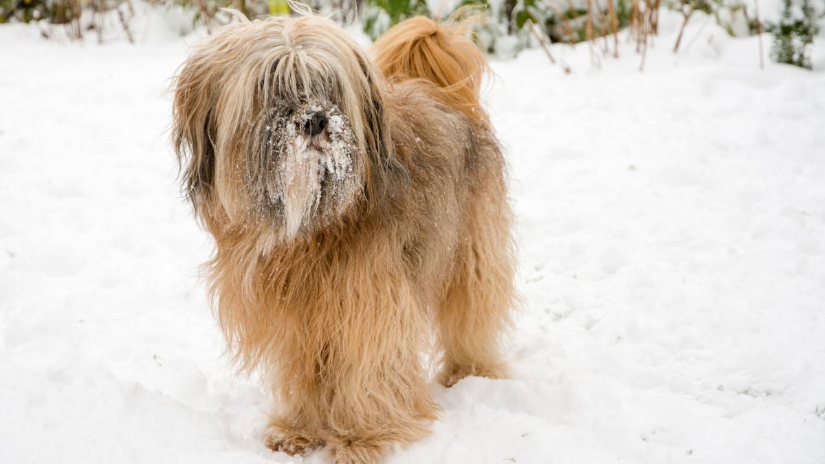 Tibetan Terrier standing in a snow-covered setting.