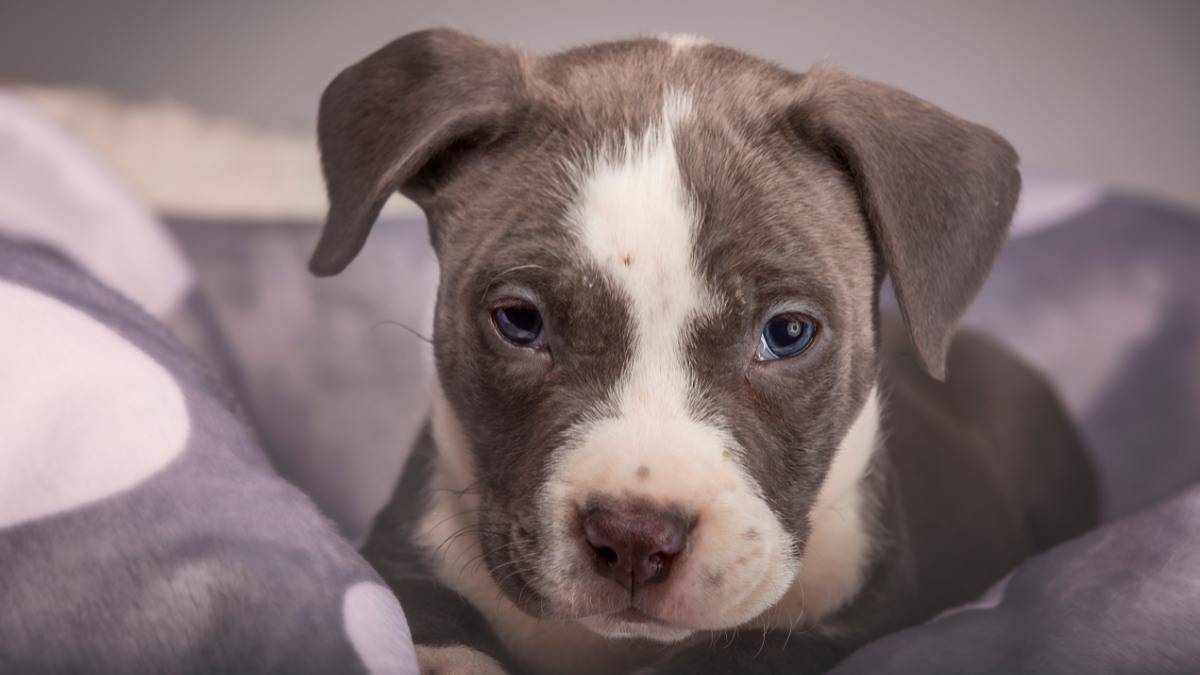 A face forward close up view of a gray and white Pit Bull puppy.