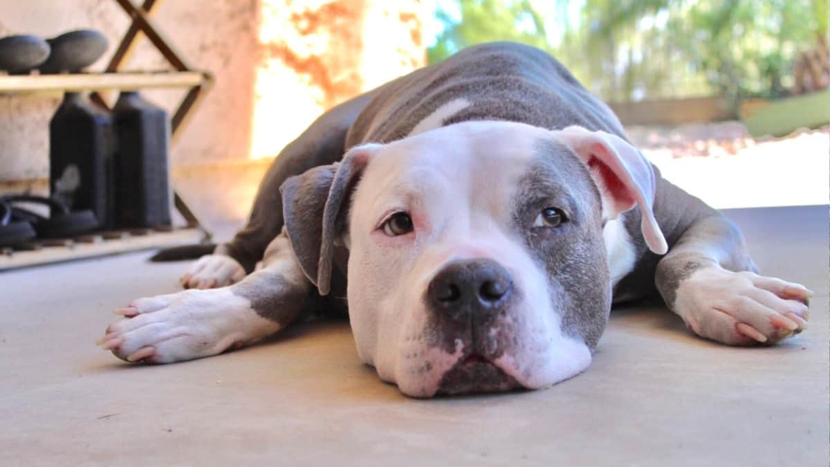 A gray and white Pit Bull laying on a concrete floor patio