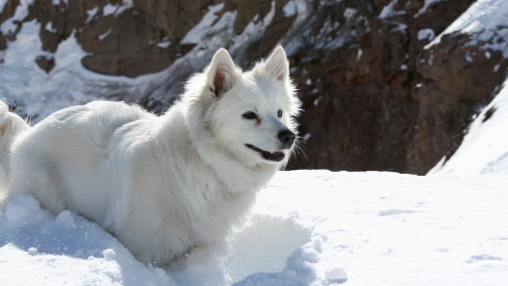 American Eskimo Dog leaping in the air amidst falling snowflakes.