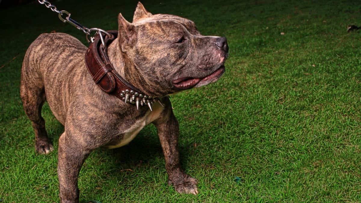 A Brindle Pit Bull on a leash with a stud collar standing in the grass