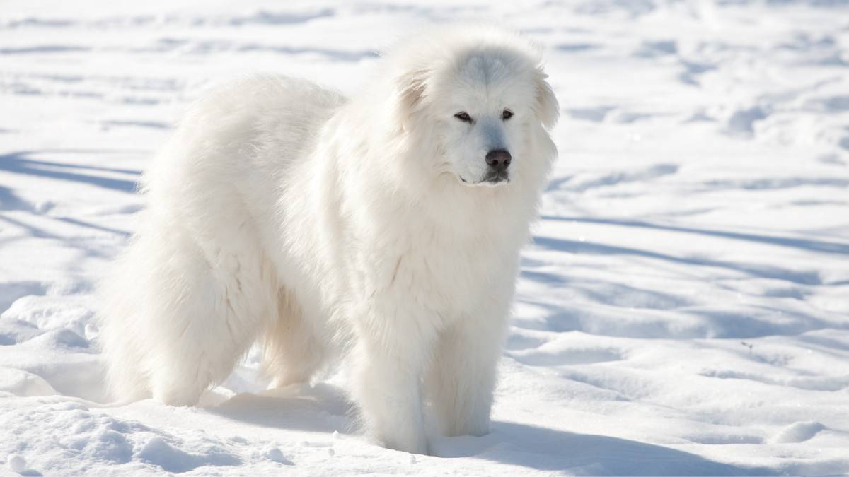 Great Pyrenees standing on a snow-covered hill in late afternoon.
