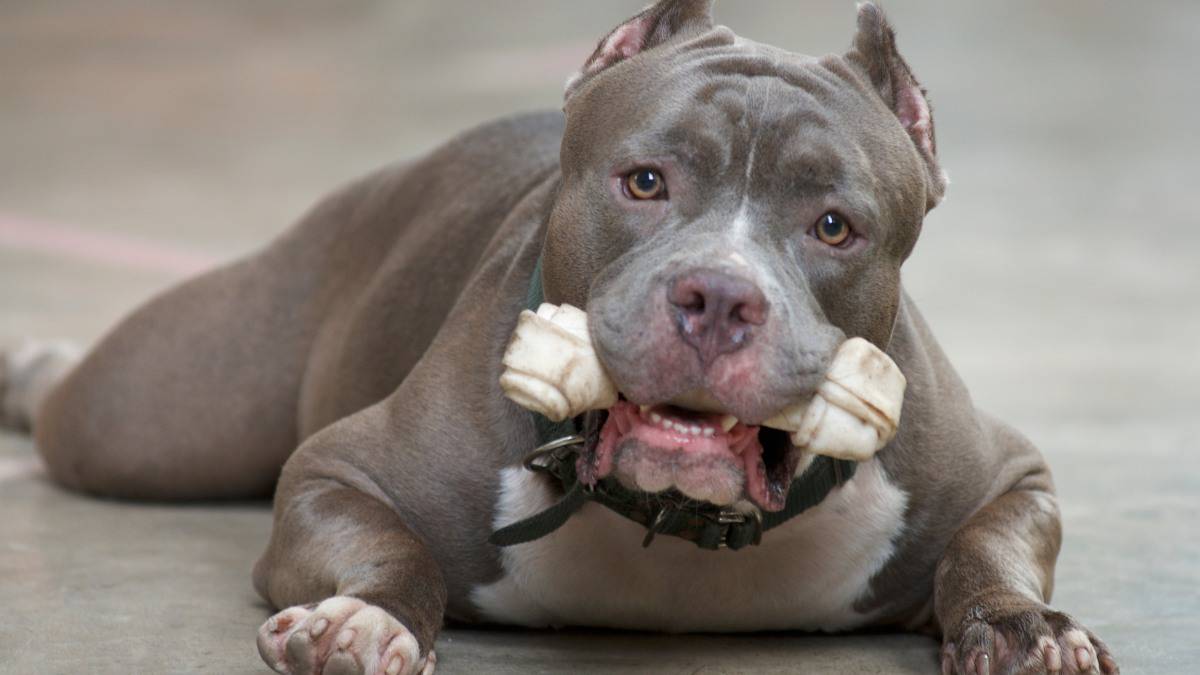 A gray Pit Bull with a chewy toy bone in it's mouth.