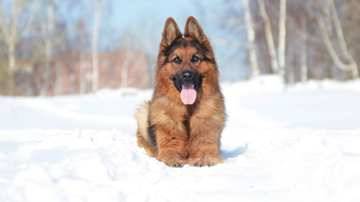 German Shepherd standing guard outside in the snow.