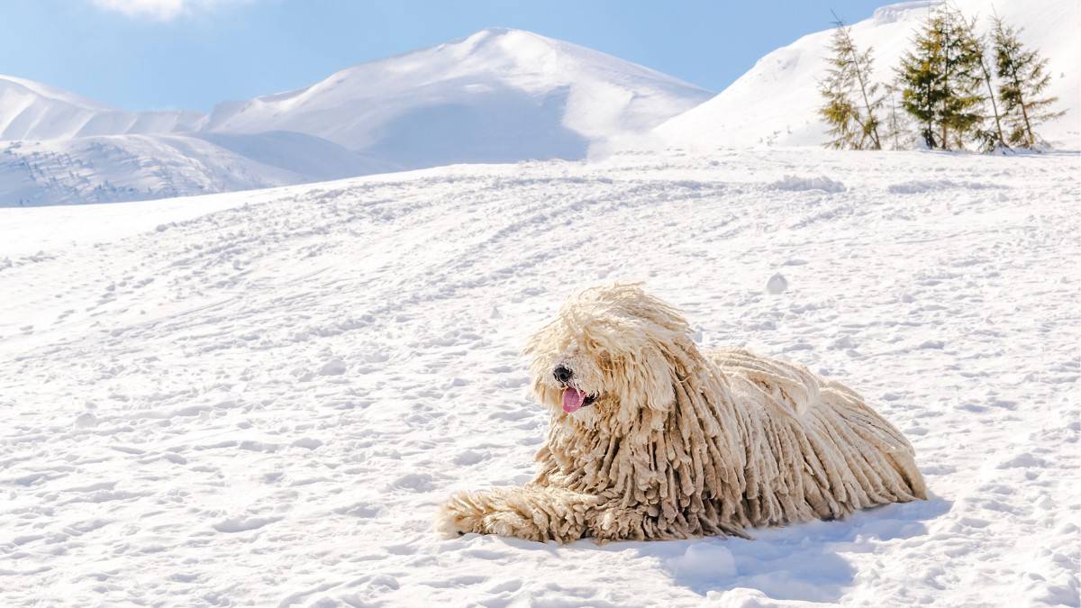 Komondor with its white corded coat standing in a snowy meadow.
