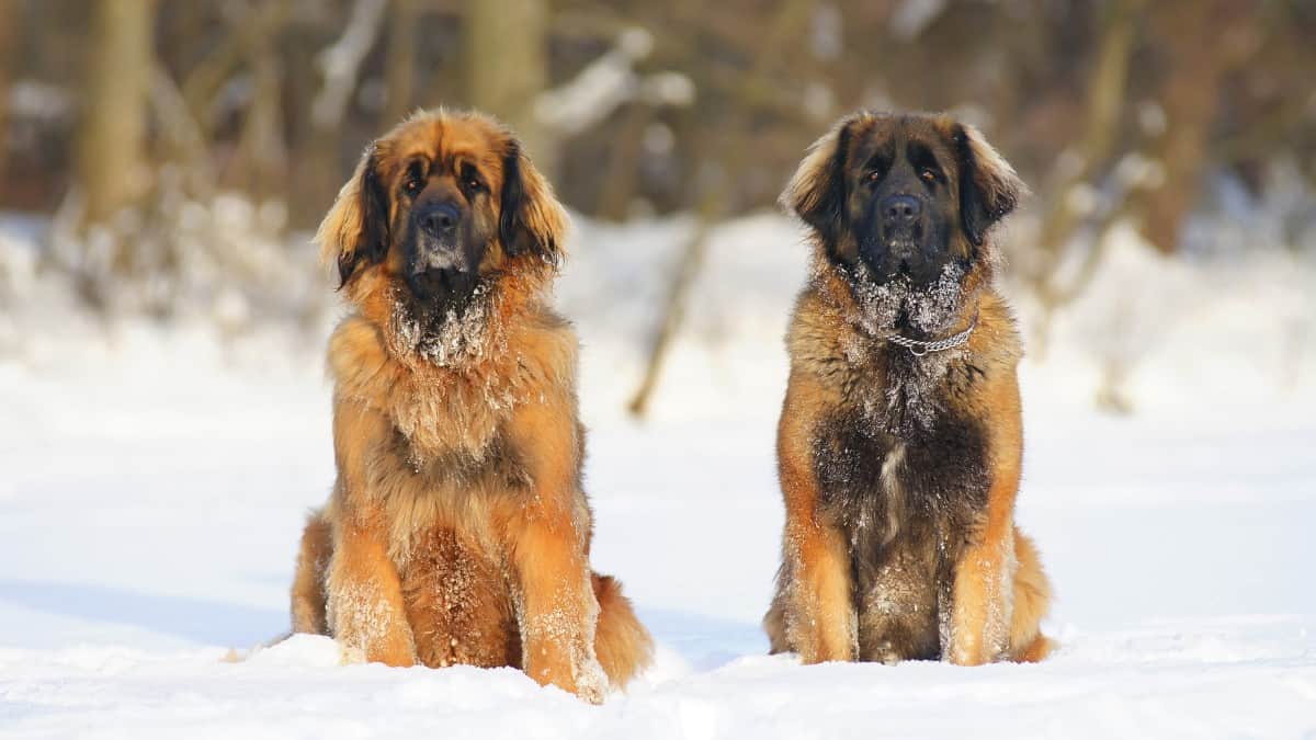 Two Leonberger with a snowy park in the background.
