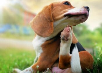 Beagle scratching a bald spot on dog fur
