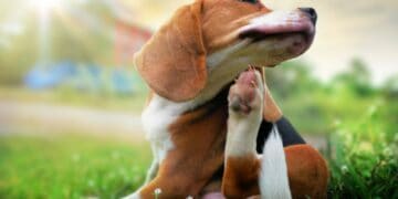 Beagle scratching a bald spot on dog fur