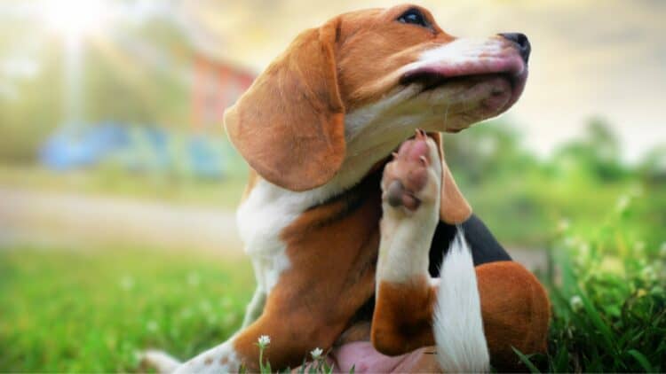Beagle scratching a bald spot on dog fur