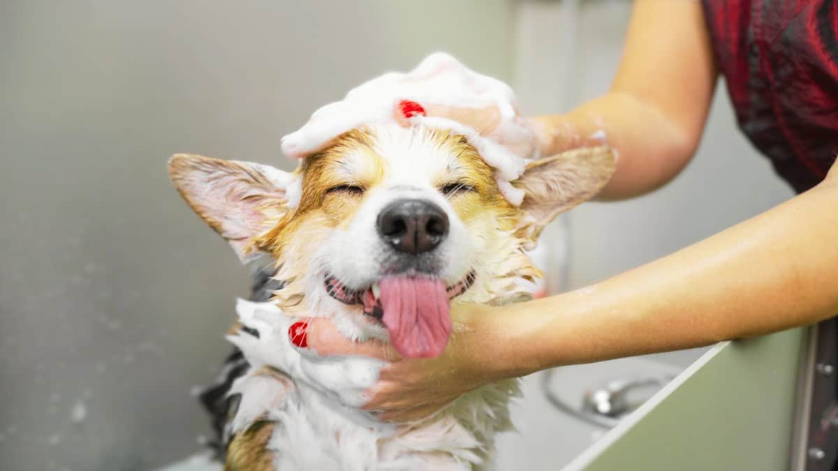 washing an adult Corgi can help keep their fur and skin healthy and avoid bald spots 