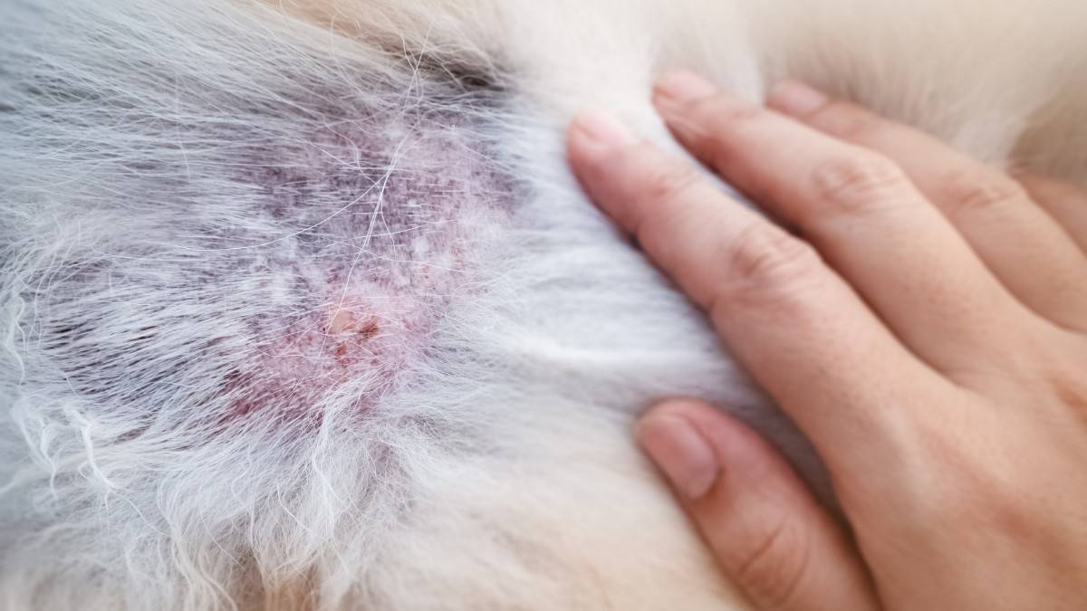 a bald spot in a dogs coat due to Cushings disease