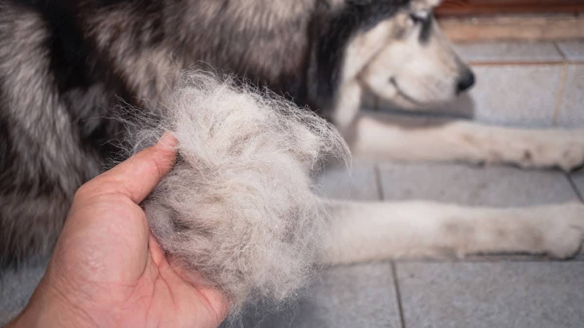 clumps of fur from a Malmute due to hyperthyroidism
