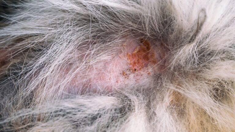The 7 Leading Causes Of Bald Spots On Dogs And Their Fixes Www the-7-leading-causes-of-bald-spots-on-dogs-and-their-fixes-www