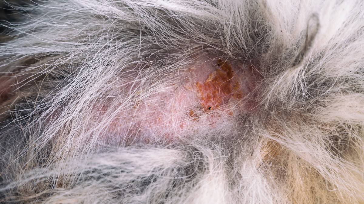 an infected spot on dog's skin leading to bald spots of fur
