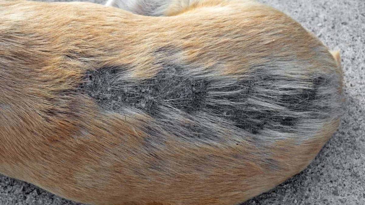 the back of a yellow dog with large patches of bald spots