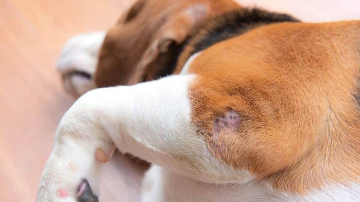 a pressure sore on a dog's elbow leaves a bald spot