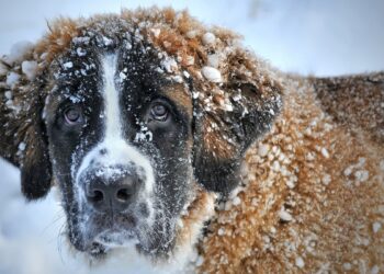 One of the best dog breeds for cold climates. A Saint Bernard dog showcasing its robust physique, equipped to thrive in cold climates, standing amidst a snowy backdrop.
