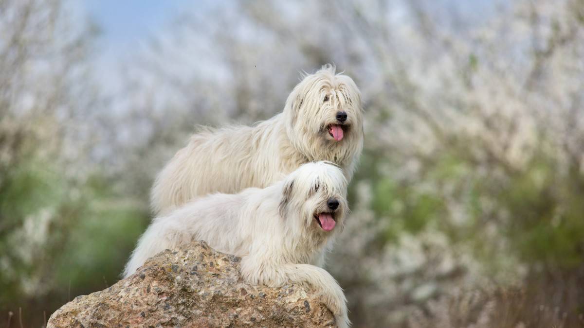 two South Russian Ovcharka sheepdogs with their big white fluffy coats stand on a rock overlooking their herd.