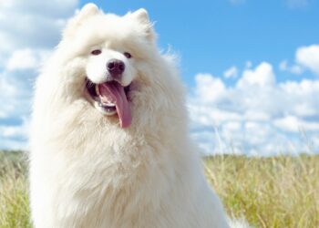 A big white fluffy Samoyed breed dog sitting in green grass field against a blue sky backdrop