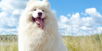 A big white fluffy Samoyed breed dog sitting in green grass field against a blue sky backdrop