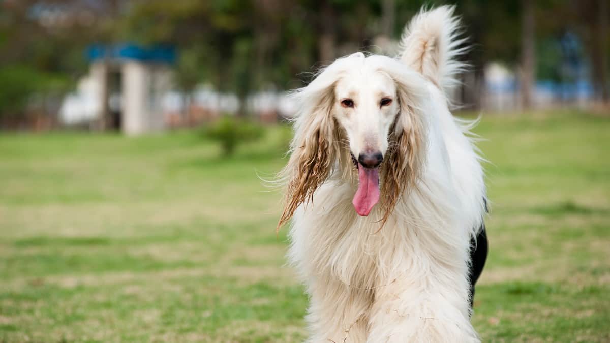 An Afghan Hound trouting across a park with its big white fluffy coat blowing in the wind