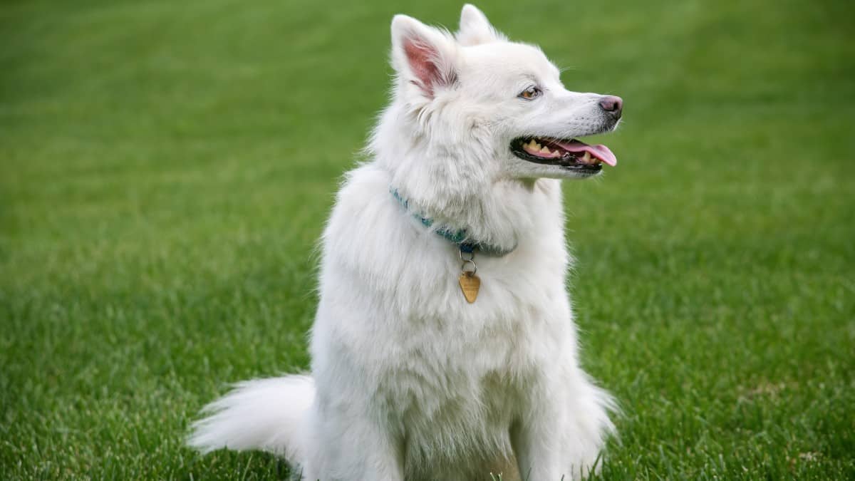 A fluffy white American Eskimo Dog sitting on a green grass lawn