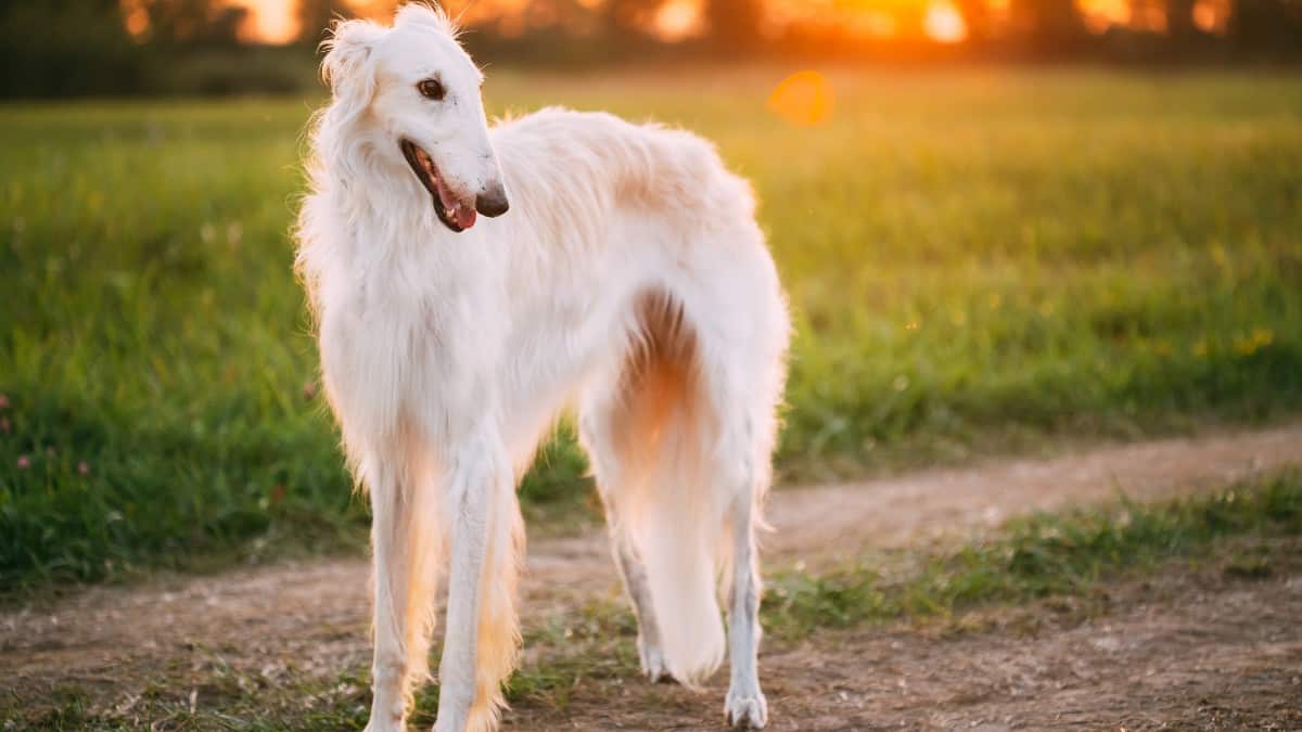 The tall, long and slendar white Borzoi standing along a country drive in a green grassy field