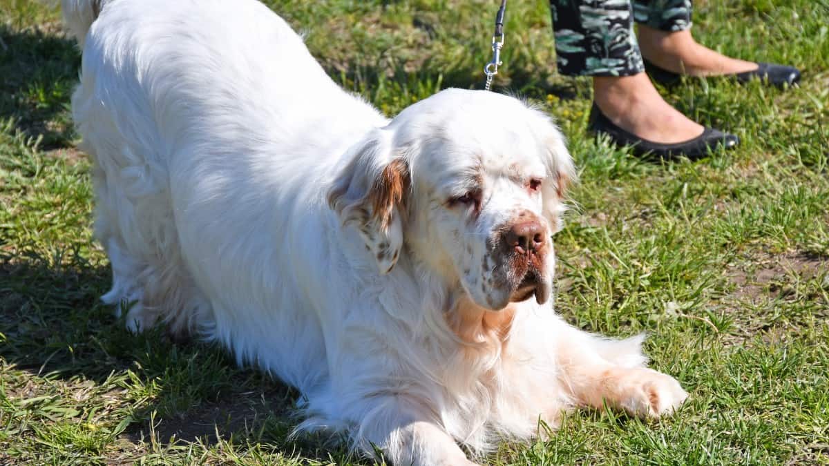 A Clumber Spaniel breed dog kneeling on the ground displaying its big white fluffy coat