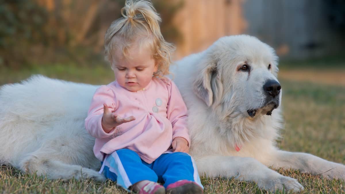 A big white fluffy Great Pyrenees breed dog lying next to a baby girl on the lawn