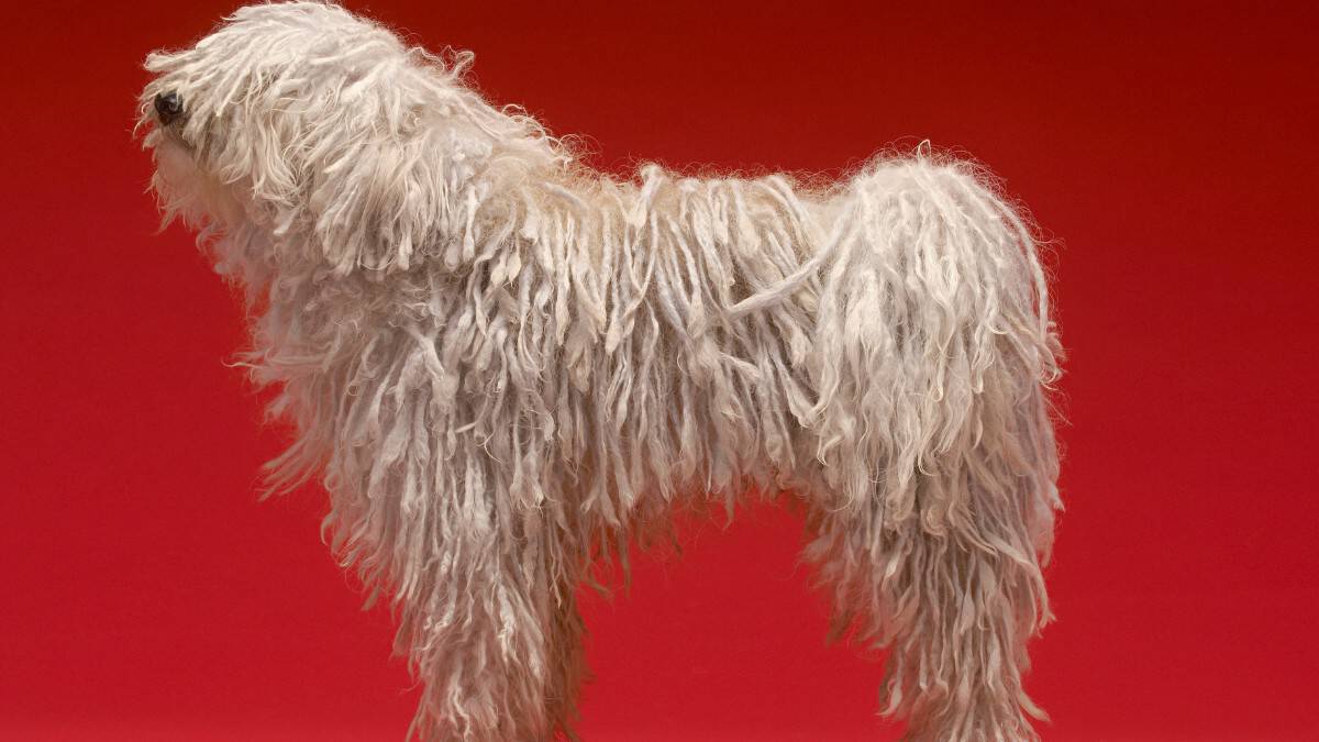 The side view of a big white fluffy Komondor dog breed with it's mop like appearance against a red background