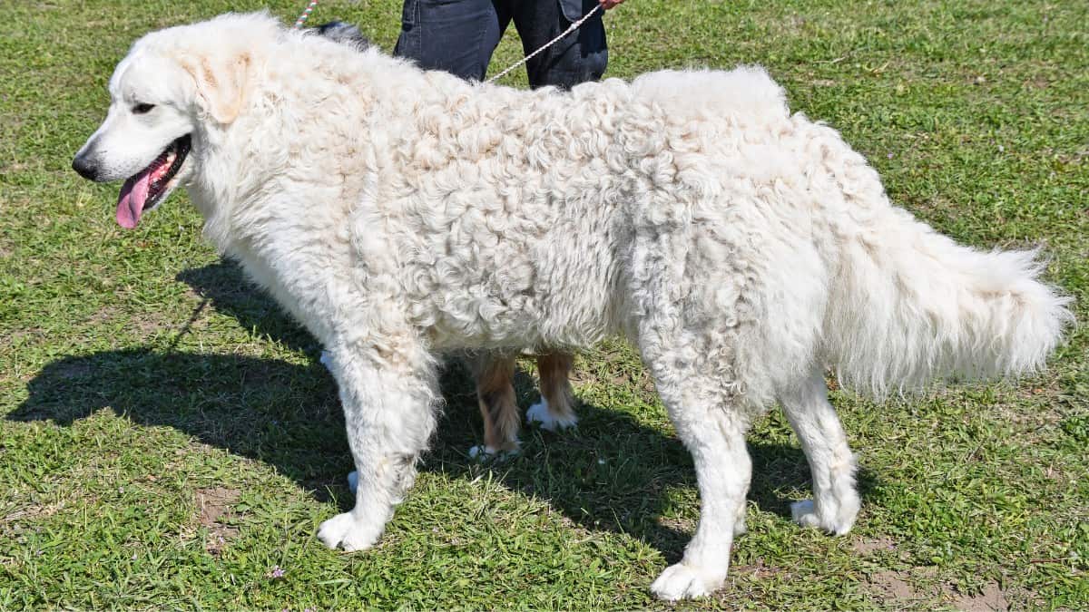 An owner walking it's large white fluffy Kuvasz dog 