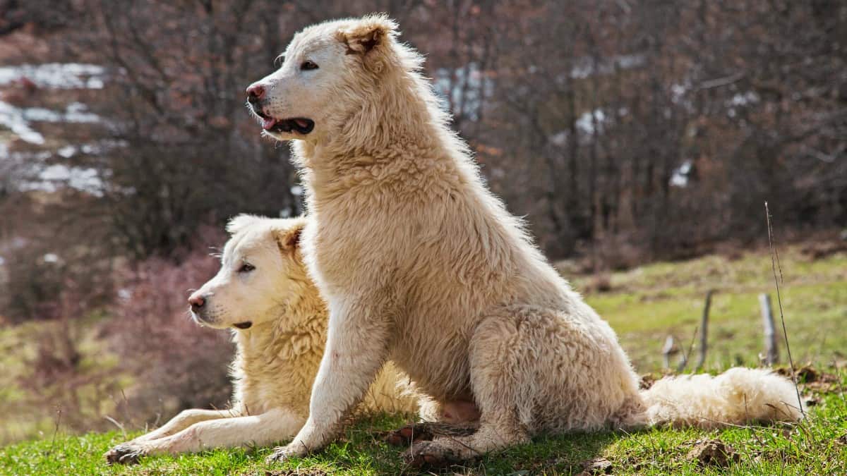 Two large white fluffy Maremma Sheepdogs sitting at attention on a countryside hill.