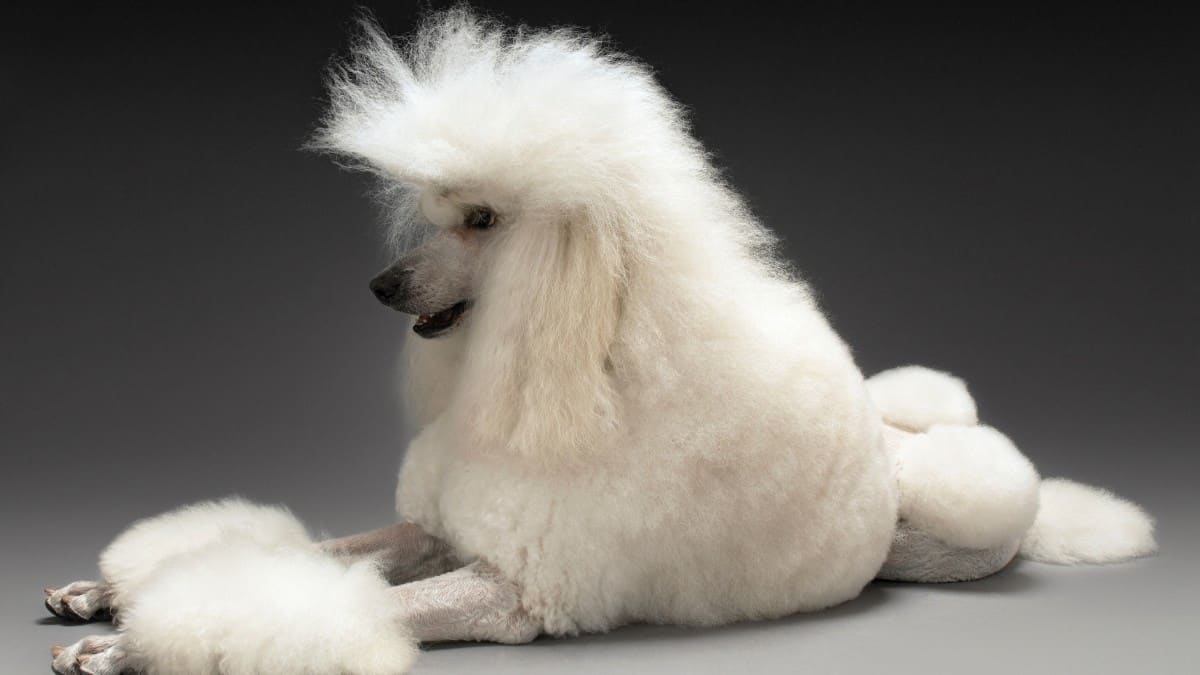 Big white fluffy Standard Poodle breed dog stretched out