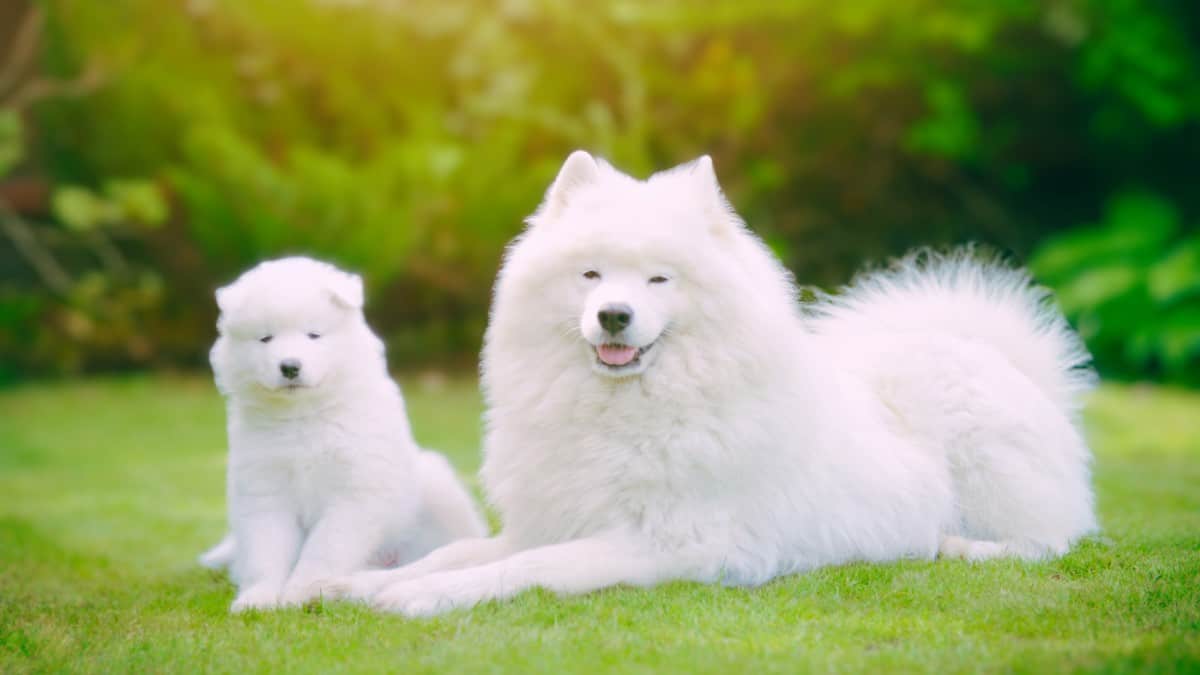 A large white fluffy Samoyed breed adult and puppy sitting and lying on the grass