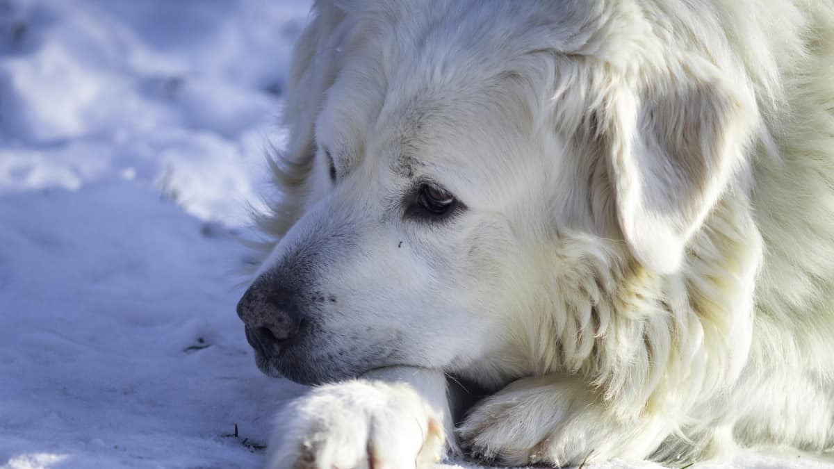 The large white fluffy head of a Slovensky Cuvac breed lying in the snow