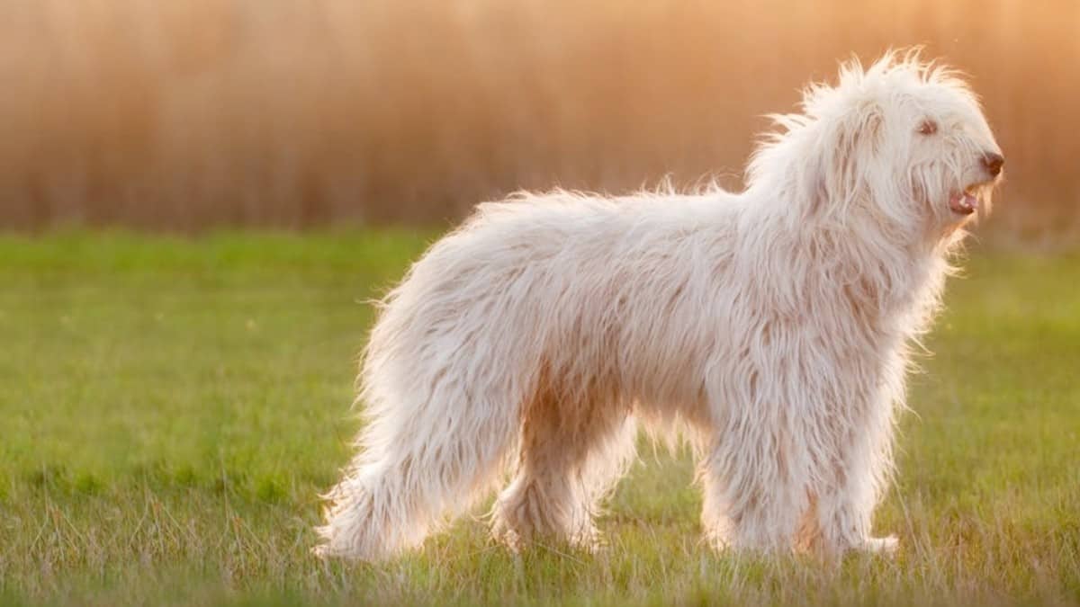 The white shaggy fur of the Ukrainian Shepherd Dog standing in a grassy field