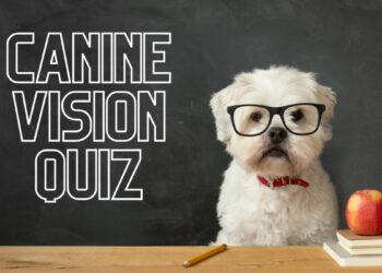 a studious white dog with black glasses in a school room in front of a black board.
