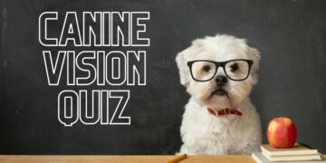 a studious white dog with black glasses in a school room in front of a black board.