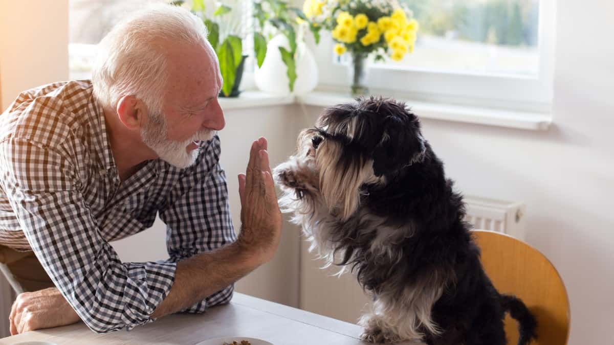 A black and white shaggy dog sitting in a chair giving a hi five to a senior adult white male.