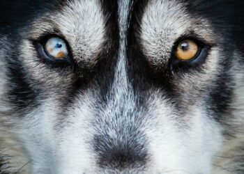 The close up of the eyes of a husky showcase what colors can dogs see