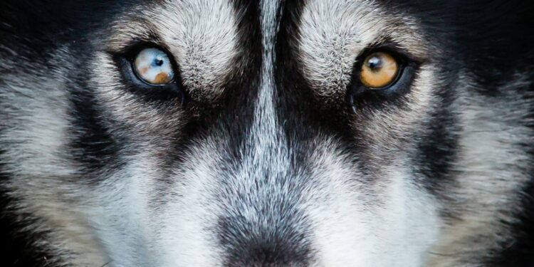 The close up of the eyes of a husky showcase what colors can dogs see